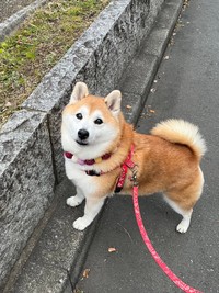 寂しげな表情でこちらを見つめるまるちゃん（提供：祥&柴犬のまるちゃんさん）