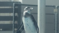 【提供　四国水族館】ケープペンギンのひな（オス）が誕生