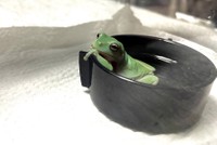 お風呂に入っているみたいなフロアメガエル（提供：なちゅ麻呂の裏方さん）