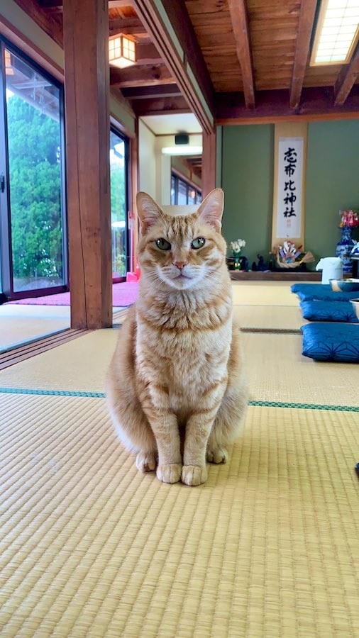 この猫背が好き 家族になった野良猫をおんぶするおばあちゃん 猫が大きいのかおばあちゃんが小さいのか まいどなニュース