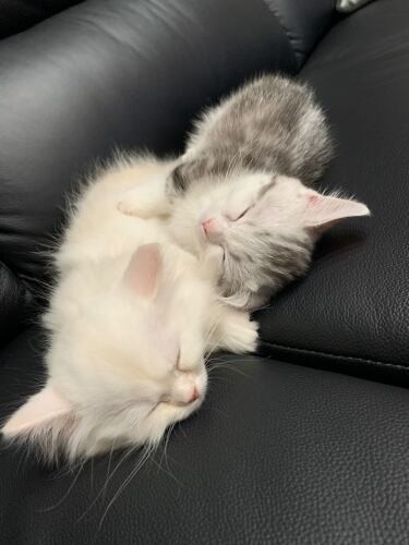 家にきたころの「まよ」と「つな」