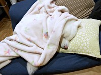 ここにいたの！？ 毛布にくるまって眠るまゆちゃん（画像提供：秋田犬まゆさん）