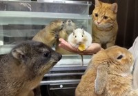 一堂に会するやみのさんの動物たち（提供：やみの@Prairie dog）