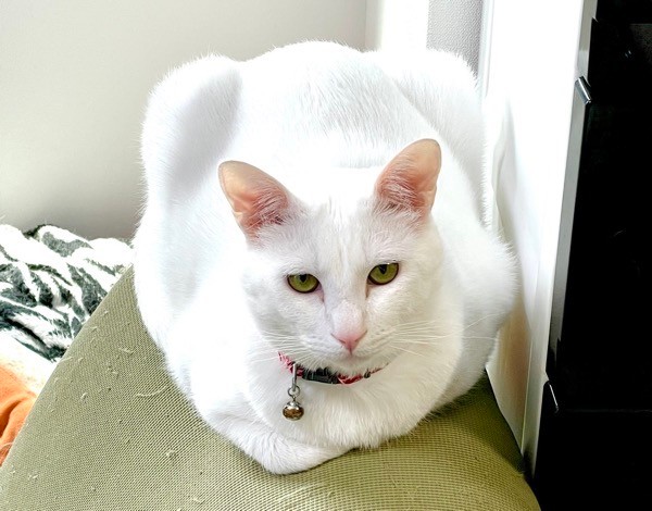 ボス猫の貫禄が漂うショボくん（画像提供：大和なでしこさん）