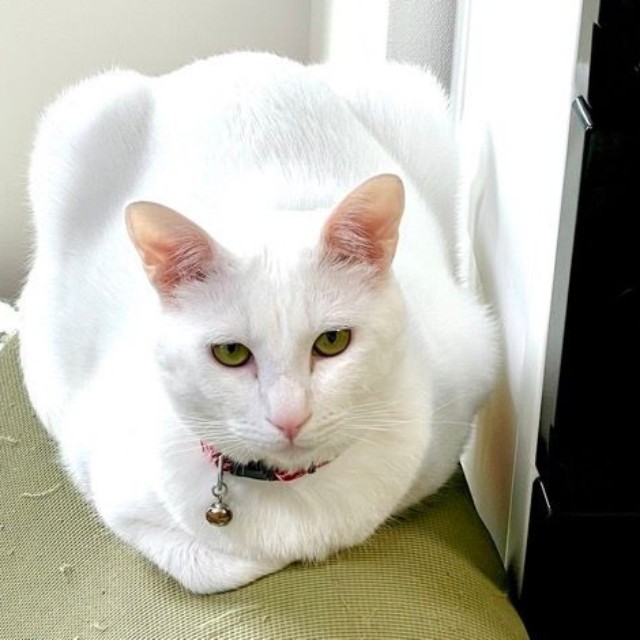 ボス猫の貫禄が漂うショボくん（画像提供：大和なでしこさん）