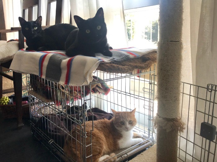 外の鳥を眺めたり、日なたぼっこしたり、平和な時間