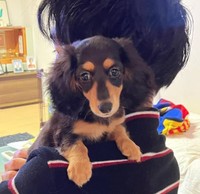 約2年前、お迎えされたばかりのるんちゃん（提供：@runtn728さん）
