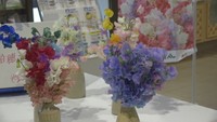全国2位の出荷量　スイートピーの産地・倉敷市でPRイベント　岡山
