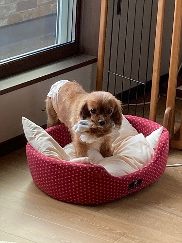 家にも家族にもすぐなじみました。アルパカをくわえる菜々緒ちゃん（田形さん提供）