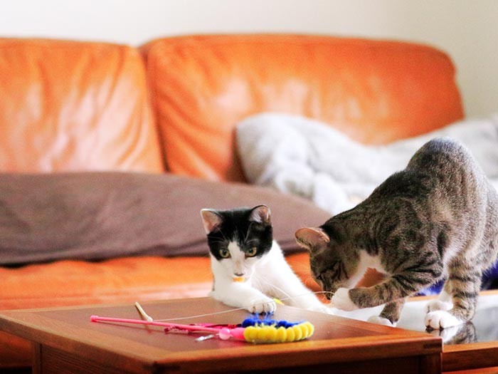 しかし、本当によく遊ぶ。