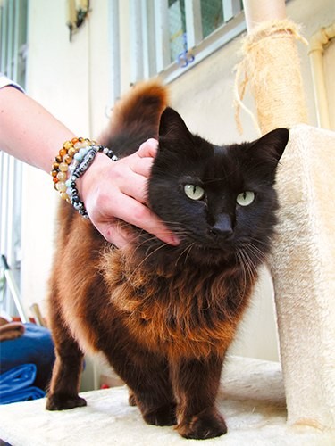 入口のキャットタワーでお出迎えしてくれるチャーさん