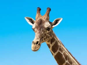 「臭い」と笑いものにした友人のお弁当。彼は生理の私を助けてくれた