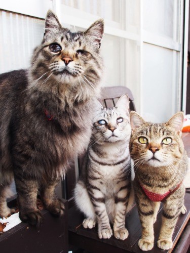 気楽先住３兄弟。左から、エル（３歳半）、ウイ（２歳）、クルミ（１歳）