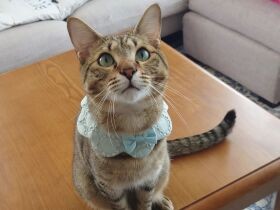 おりこうでしょ　可愛いスタイを着けておやつ待ちするキジトラ「シェルくん」