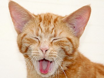 拾った子猫に目やにや鼻水　治療を怠ると死亡や失明のおそれ