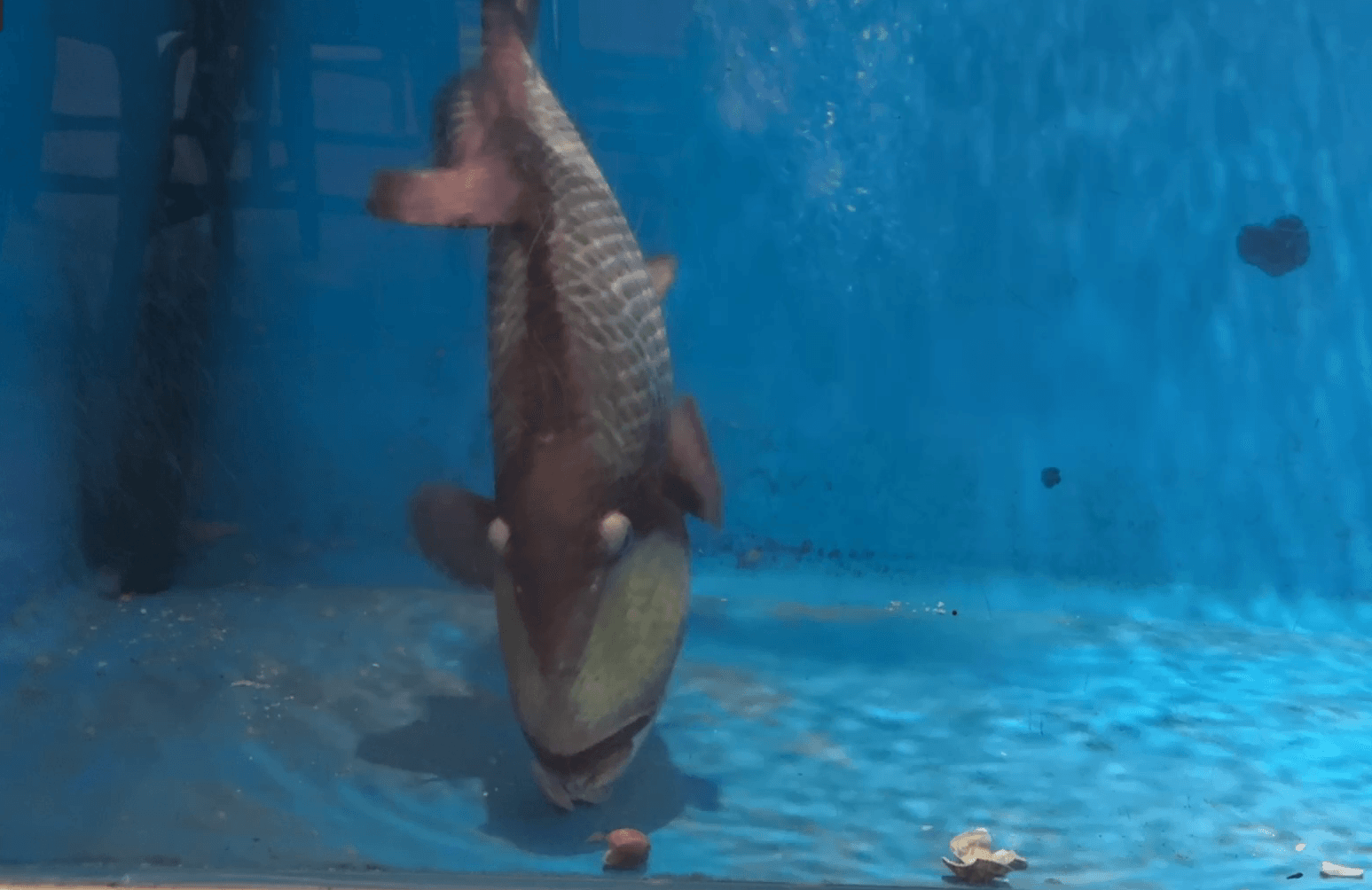 海の中で出会っても落ち着いて