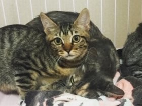 野良猫の母子を一緒に引き取る　「猫エイズでも引き離せない」