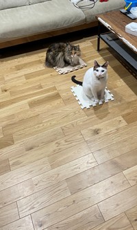 マット撤去反対！一致団結して抗議する猫ちゃんたち