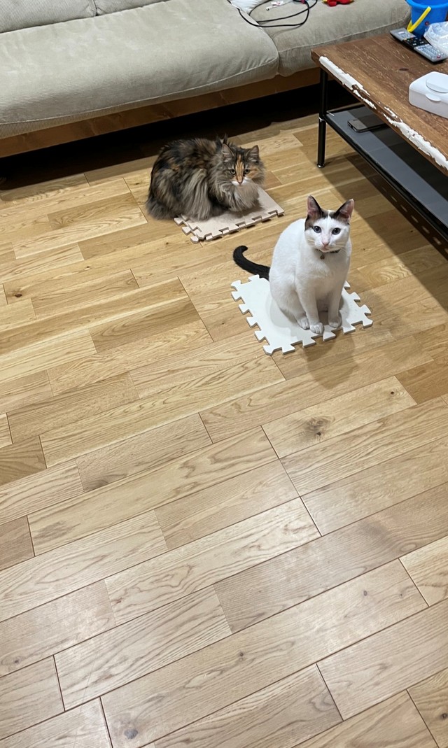 マット撤去反対！一致団結して抗議する猫ちゃんたち