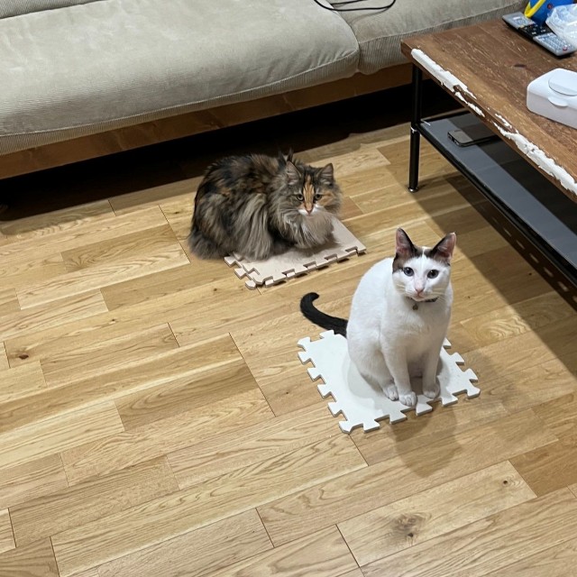 マット撤去反対！一致団結して抗議する猫ちゃんたち