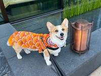 「コギのぼり」コスプレをして笑みを浮かべる閣下くん（画像提供：閣下と下僕さん）