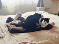布団の上に大集合！ 同居猫と身を寄せ合ってくつろぐぽんくん（画像提供：シャイリーさん）