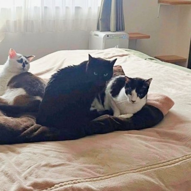 布団の上に大集合！ 同居猫と身を寄せ合ってくつろぐぽんくん（画像提供：シャイリーさん）