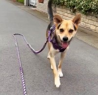 元保護犬のビフォーアフター動画が話題に（「このっち家の住人」さん提供、Twitterよりキャプチャ撮影）