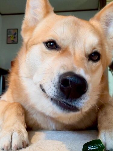 キュウリを食べる福