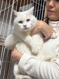 シロちゃんは、里親さんに抱っこできるほどなれた（「春日井さくら猫の会」さん提供）