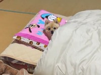 飼い主さんが現れるといつも目を開けるというポメくん（画像は動画のスクリーンショット）