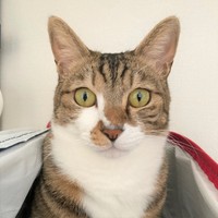 毎日の服薬と血圧測定を頑張るフェリックスくん。お鼻の模様がチャームポイントです