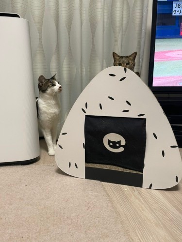 リビングにある、おにぎり型の爪研ぎで遊ぶ２匹「中にも入れるよ」（石川さん提供）