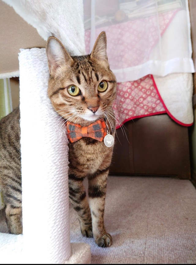 オレンジのタイが似合うイチちゃん＝gatita_himawariさん提供