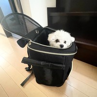 お出かけ、嬉しいな＝モジャさん（@moja_inu_tokyo）提供