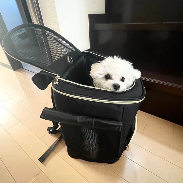 お出かけ、嬉しいな＝モジャさん（@moja_inu_tokyo）提供