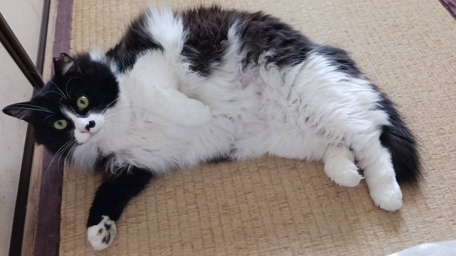 すっかり甘えん坊になった母猫さん。「なでてください」（画像提供：黒猫クロさん）