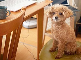 てんかんになったトイプー「レオ」　泣く私を、前足でトントンして慰めてくれた　