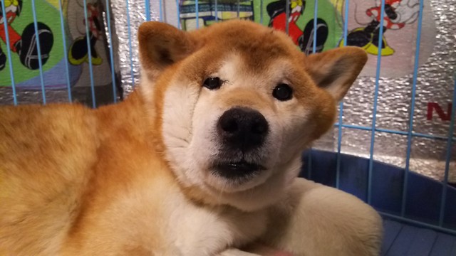 左頬どこいったねん！？（@pochi_ryuuさん提供）