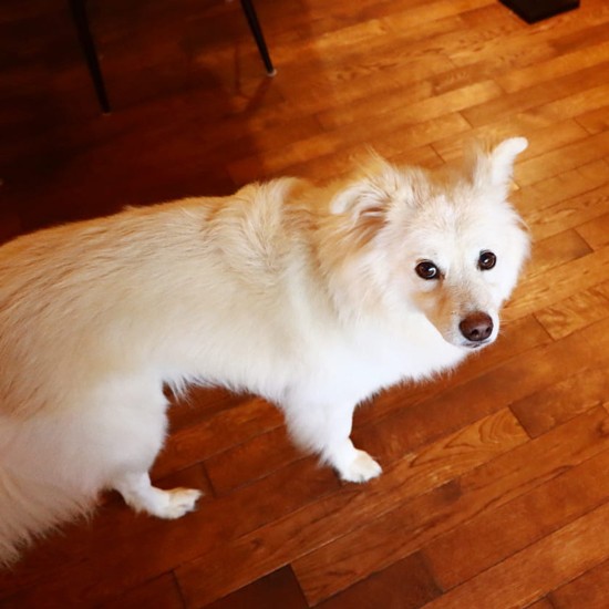 実際はそんなに白くない