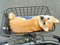 お出かけ中、くるっと振り返る小雪ちゃん（画像提供：柴犬 小雪さん）