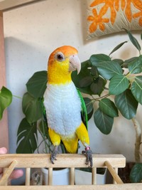 筋トレの効果を感じるボディ