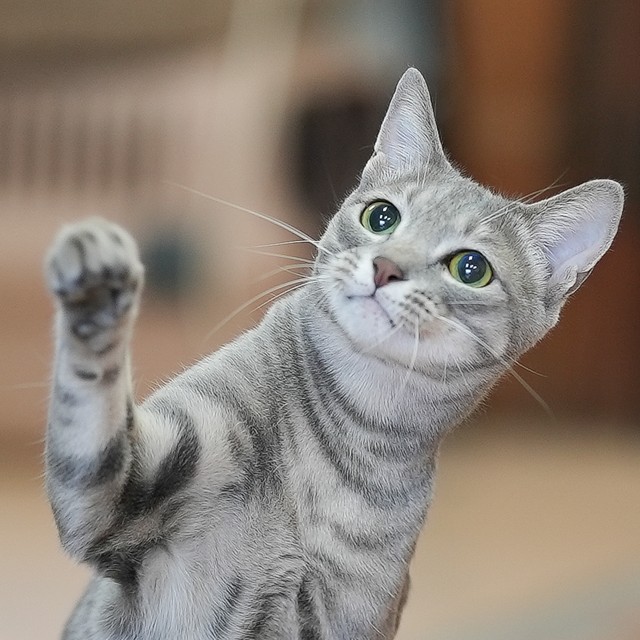 会社の苦境を救うきっかけとなった福招き猫の嵐。いまは２歳