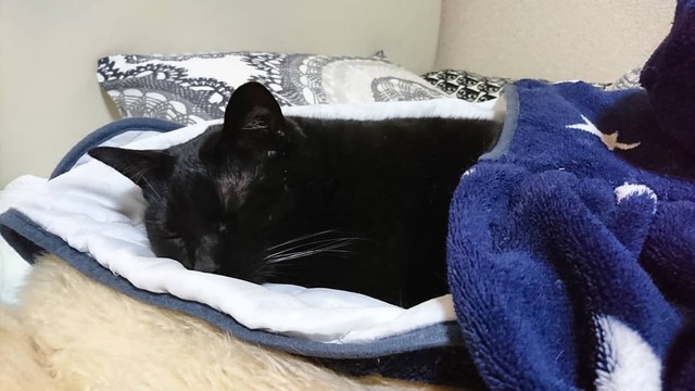 ぐーすか眠れるって幸せだね