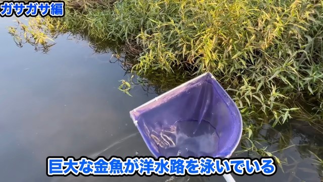 巨大な金魚が用水路に泳いでいるという情報が／あらかわさん（@Arakawa455）提供