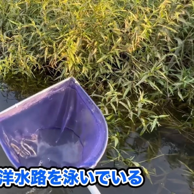 巨大な金魚が用水路に泳いでいるという情報が／あらかわさん（@Arakawa455）提供