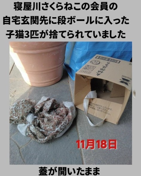 保護団体会員の自宅玄関先に段ボール箱に入った子猫3匹が捨てられていた（「寝屋川さくらねこの会」さん提供、Instagramよりキャプチャ撮影）
