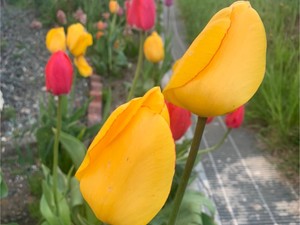 みつばちみぃこ