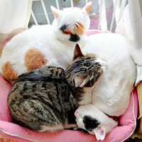 ひとつのベッドにぎゅっ！ 猫団子になってくつろぐみたらしさん（奥）、ごまおさん（手前）、のりおさん（右）（画像提供：あすか 着物と猫とカネコ系さん）