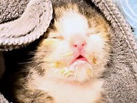 ミルクを少しずつしか飲めなかったにものちゃん（画像提供：にものちゃんねる【保護猫日記】さん）